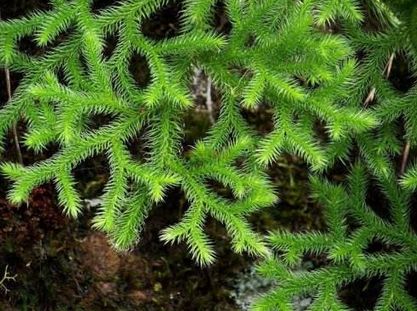 农村这种野草镇痛消肿治跌打损伤叫通筋草不要错过了