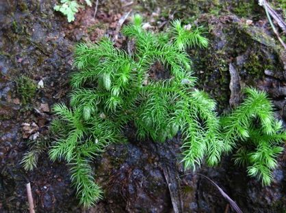 农村这种野草镇痛消肿治跌打损伤叫通筋草不要错过了