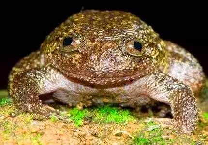 感谢青蛙的不杀之恩吧 7千万年前人家可是吃恐龙的主