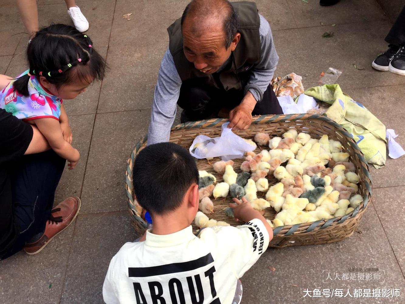 城里人买鸡不想着养大了下蛋, 而是为了给孩子玩|小鸡|小朋友|老爷爷