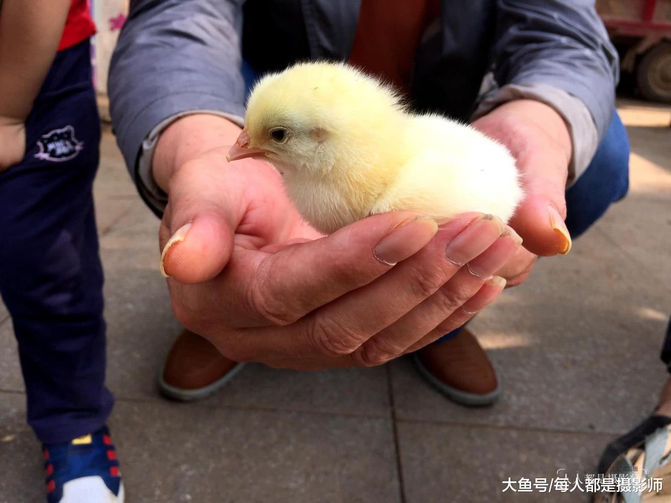 不忍心城里人买鸡不想着养大了下蛋而是为了给孩子玩