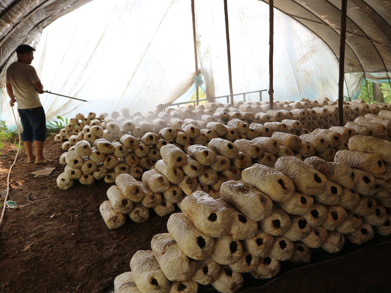 农村小伙子投资5000元起家种蘑菇,年赚20万,有秘诀吗?|蘑菇|小伙子|农