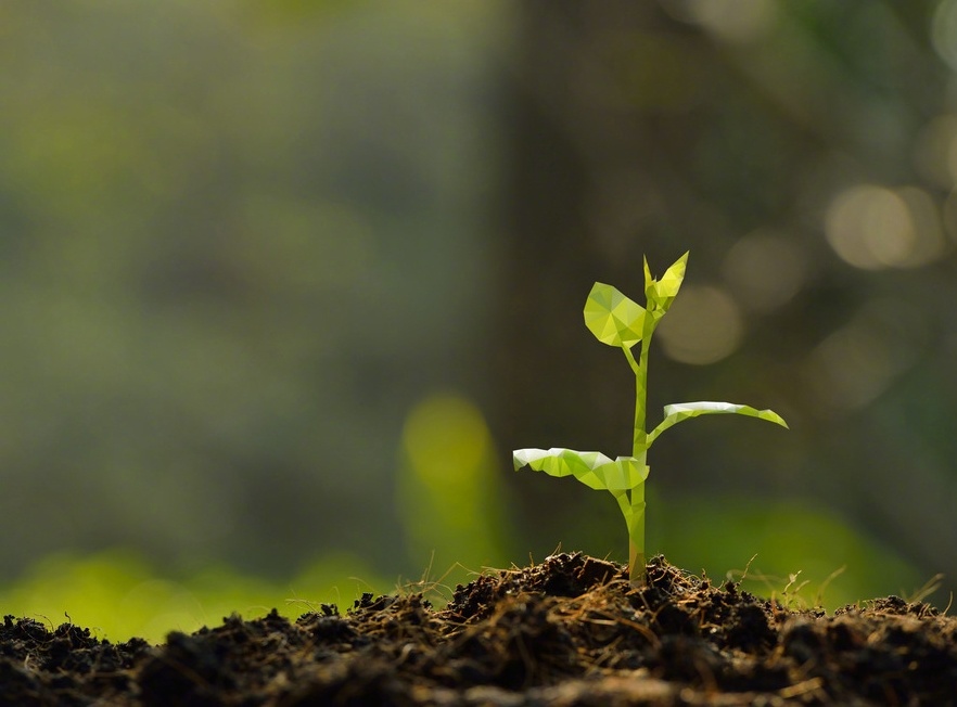一粒种子,可以无声无息地在泥土里腐烂掉,也可以长成参天的大树