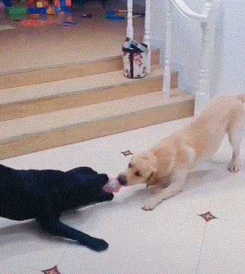 拔河争东西,抢不过的那只转身做了件丢狗的事|狗狗|拔河|黑狗_新浪网