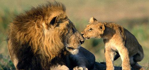 十大顶级野生动物园之一, 坐氢气球上看狮子大象和老鹰