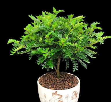 清香木,一听名字就特别的让人喜爱.