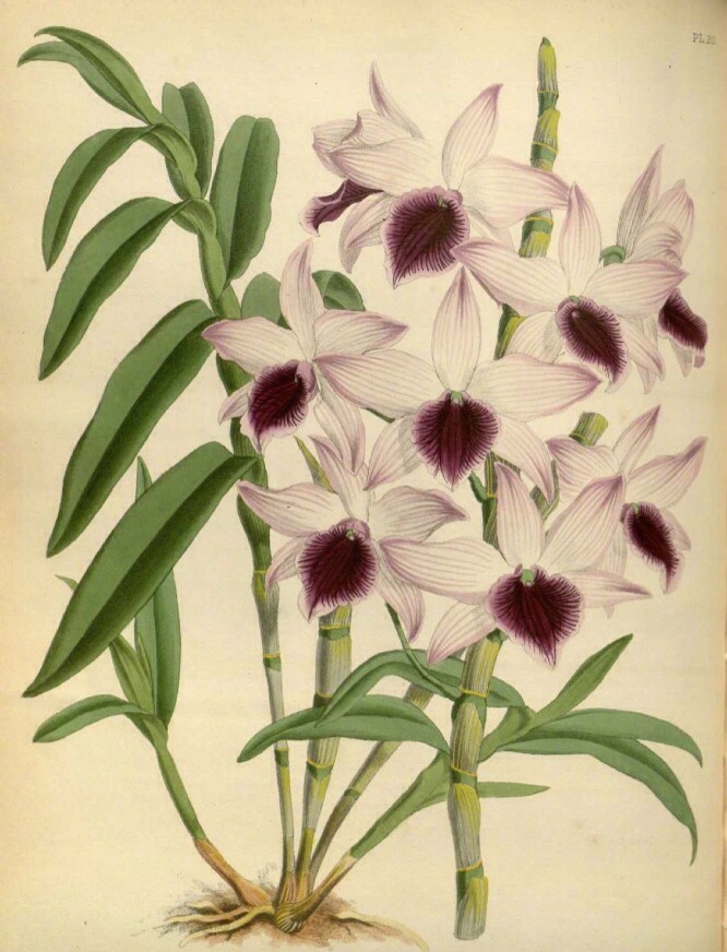 手绘· 兰花图谱