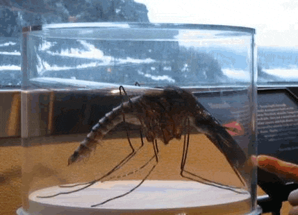 你所不知道的新鲜事: 世界上最大的蚊子有多大, 幸亏它们不吸血