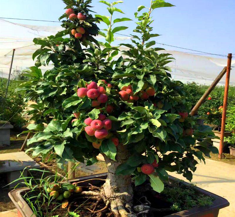 皮肤润滑柔嫩矮化嫁接苹果树苗盆栽庭院阳台室内室外苹果盆景树体矮小