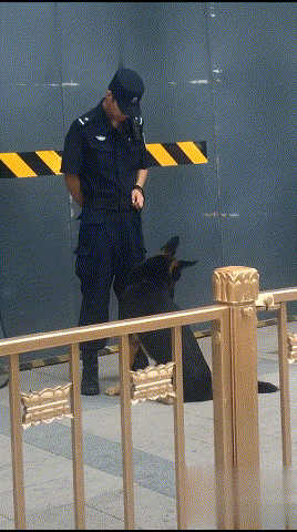 警犬:我站岗这么努力,晚饭加一个鸡腿呗!训导员:不,加两个