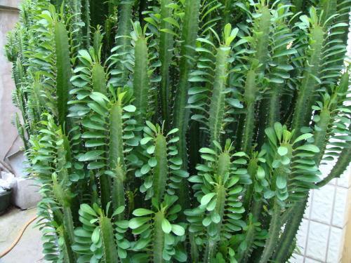 这花摆一盆放客厅,可以"辟邪""旺运",关键是好养|龙骨花|养花|客厅