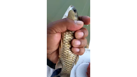 各位钓友你见过黑色的鲫鱼吗,它属于什么品种呢