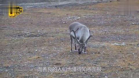 他们住森林养驯鹿是中国最北部的神奇部落