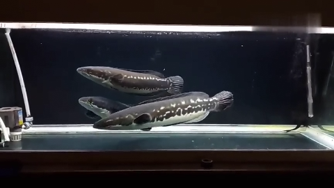 泰国小盾鳢铅笔体型看着很好很漂亮