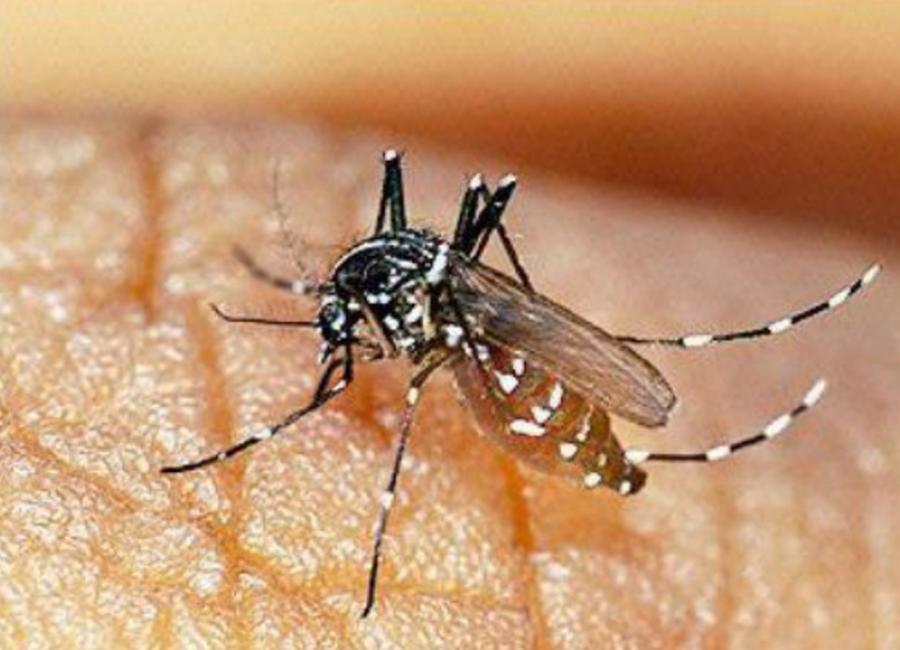 第3名的叮咬特别痛, 第7每年造成巨大损失|虫子|马蝇|蜘蛛_新浪新闻