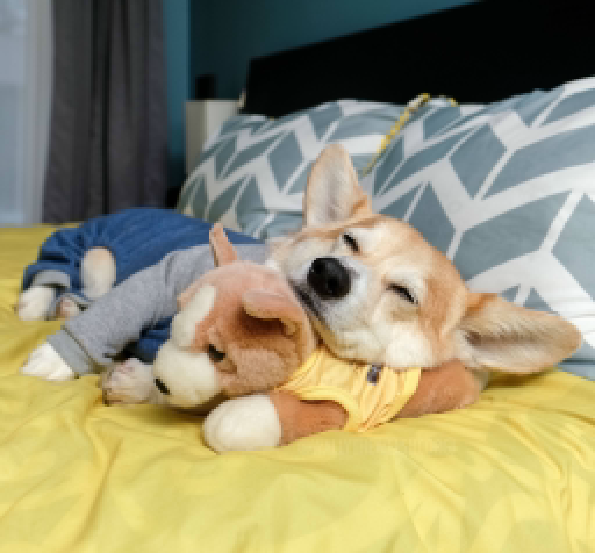 女孩偷拍柯基睡觉,没想到醒来的它对着女孩回眸一个邪笑