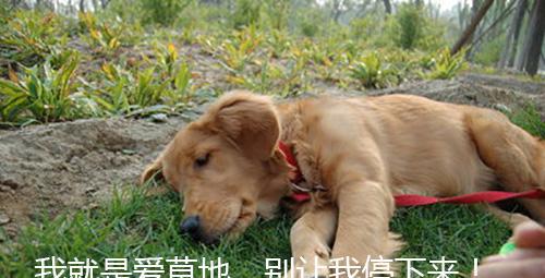 狗狗为什么爱在地上疯狂打滚儿?|狗狗|金毛|草地_新浪新闻