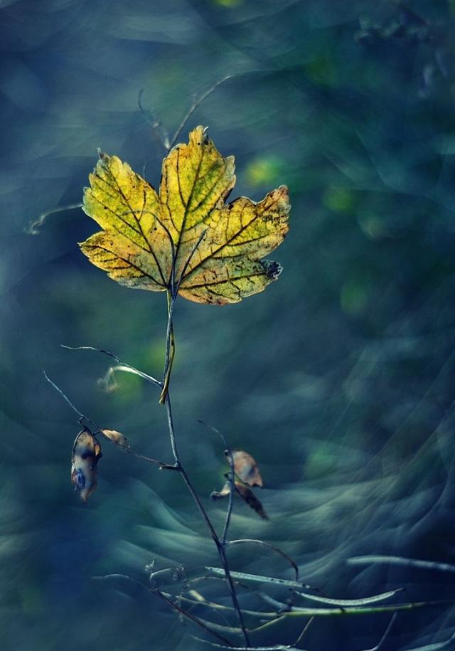 一叶知秋,如何拍出唯美的秋叶?