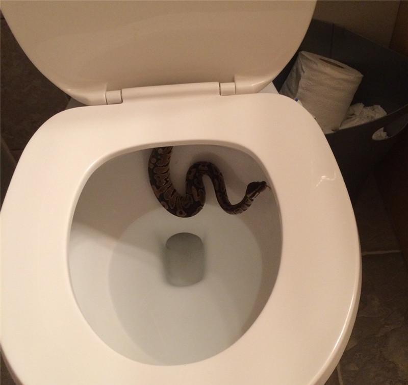 直击: 在这里不讲钱不看脸, 最要紧是有双洞察危险的眼|鳄鱼|蜘蛛