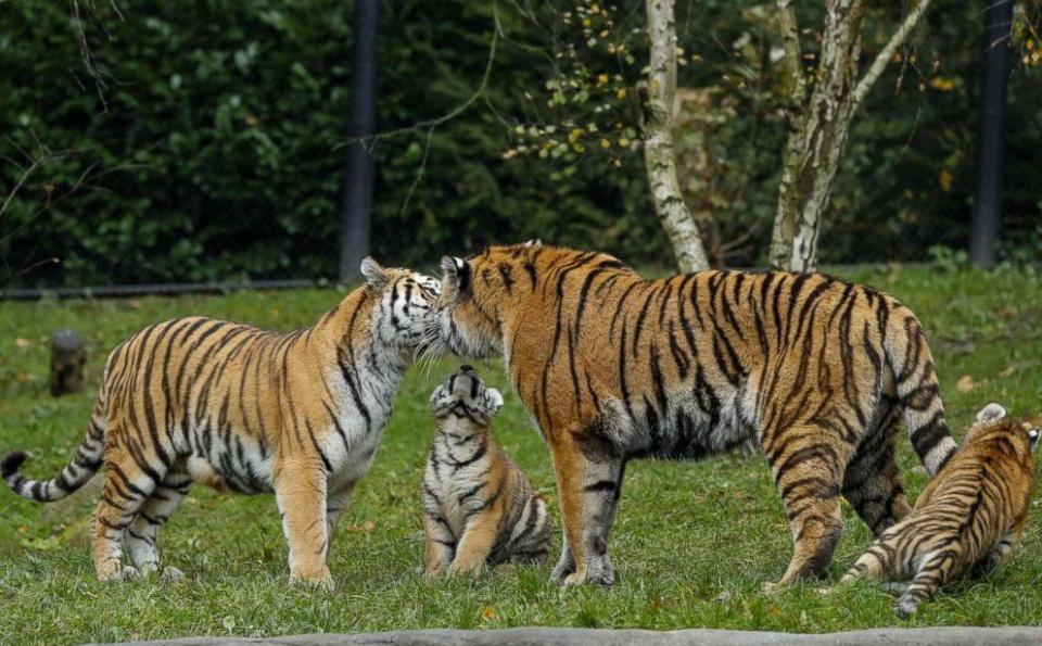 超萌小老虎第一次见到虎爸爸结果是这样的