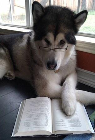 我这只有学问的狗子,每年必做的事情就是看看书了