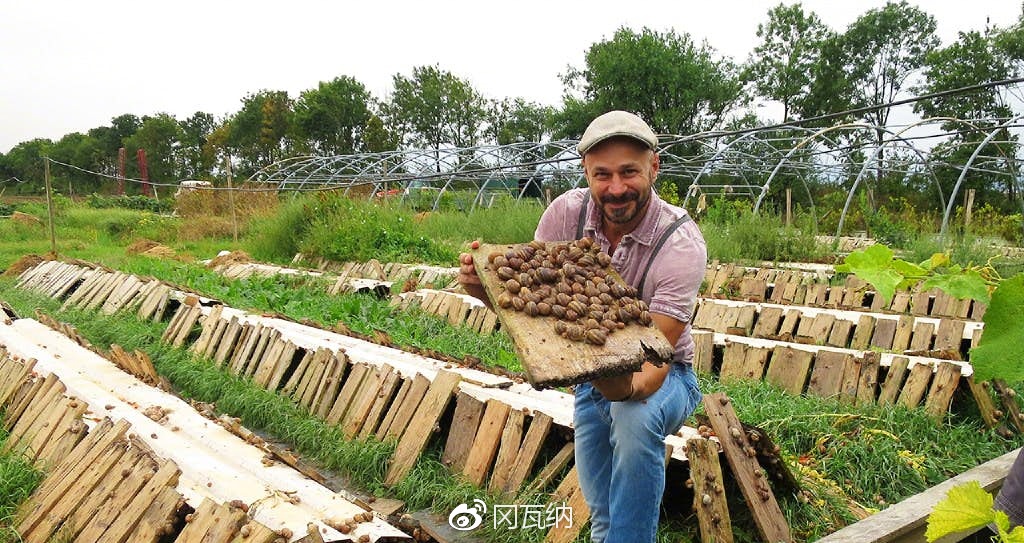 二来养殖的能保证供应,三来,养殖的更安全,因为食用野生蜗牛中毒的