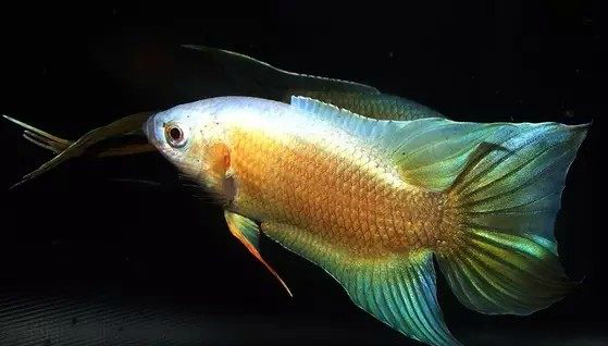 也许都有这样一条鱼的身影:体型普遍在5厘米左右,体色多为红色或黑