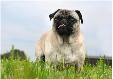 一只哈巴狗坐在家门口哈巴狗到底是什么品种的狗你知道吗