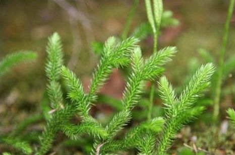 通筋草是农村很常见的野草,药用价值很高,是民间常用中草药;主要分布