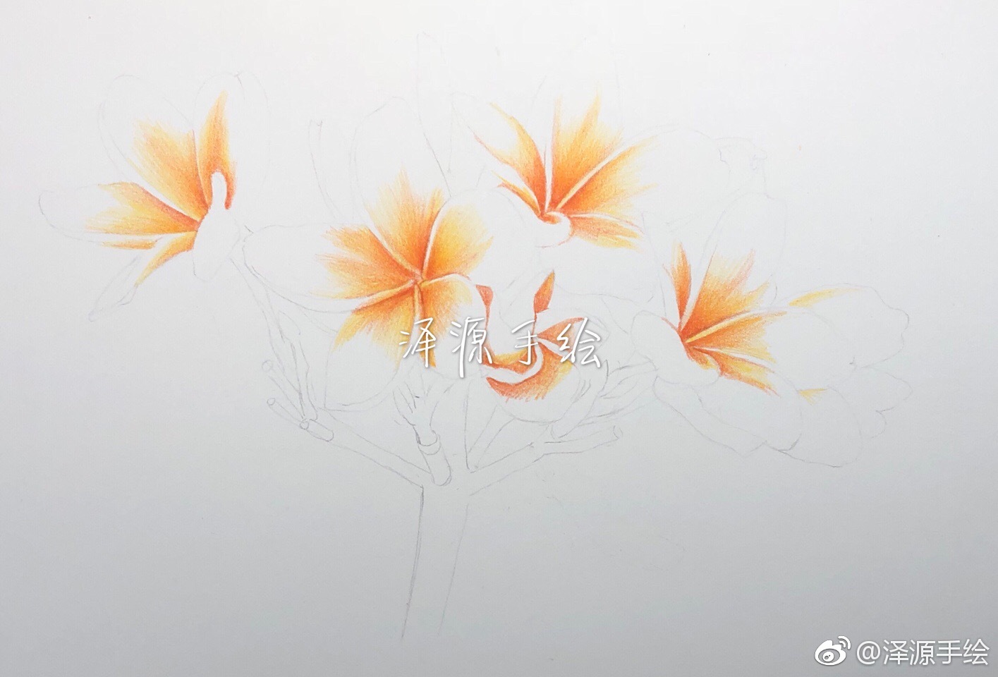 鸡蛋花 它没有神秘的传说 没有优雅的气质 高贵的芳姿