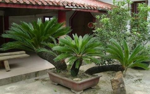 因为一旦生长成型的铁树不适合在进行嫁接了,否则就会影响到植物正常