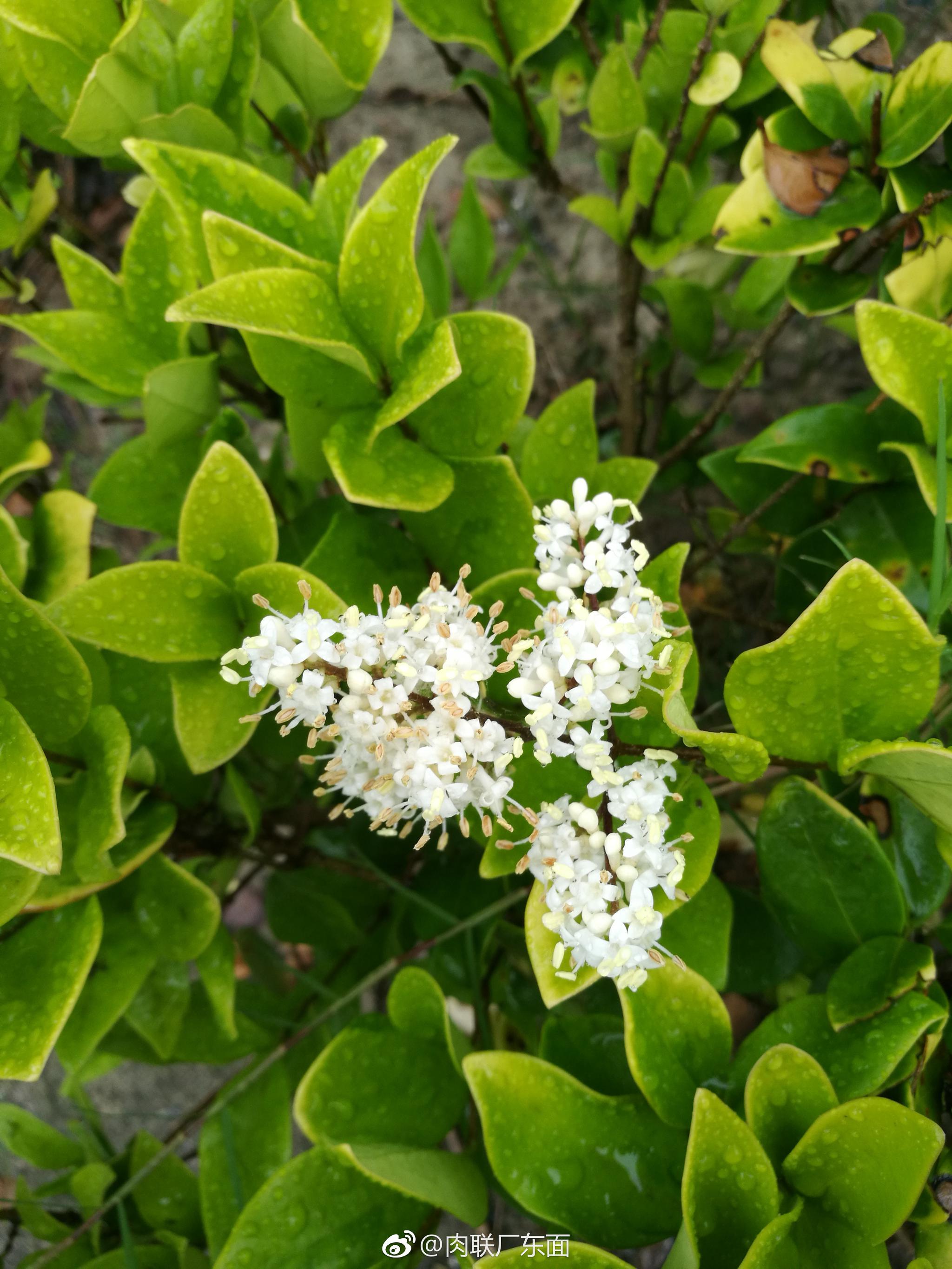 路边女贞开,小小白花,清新自然