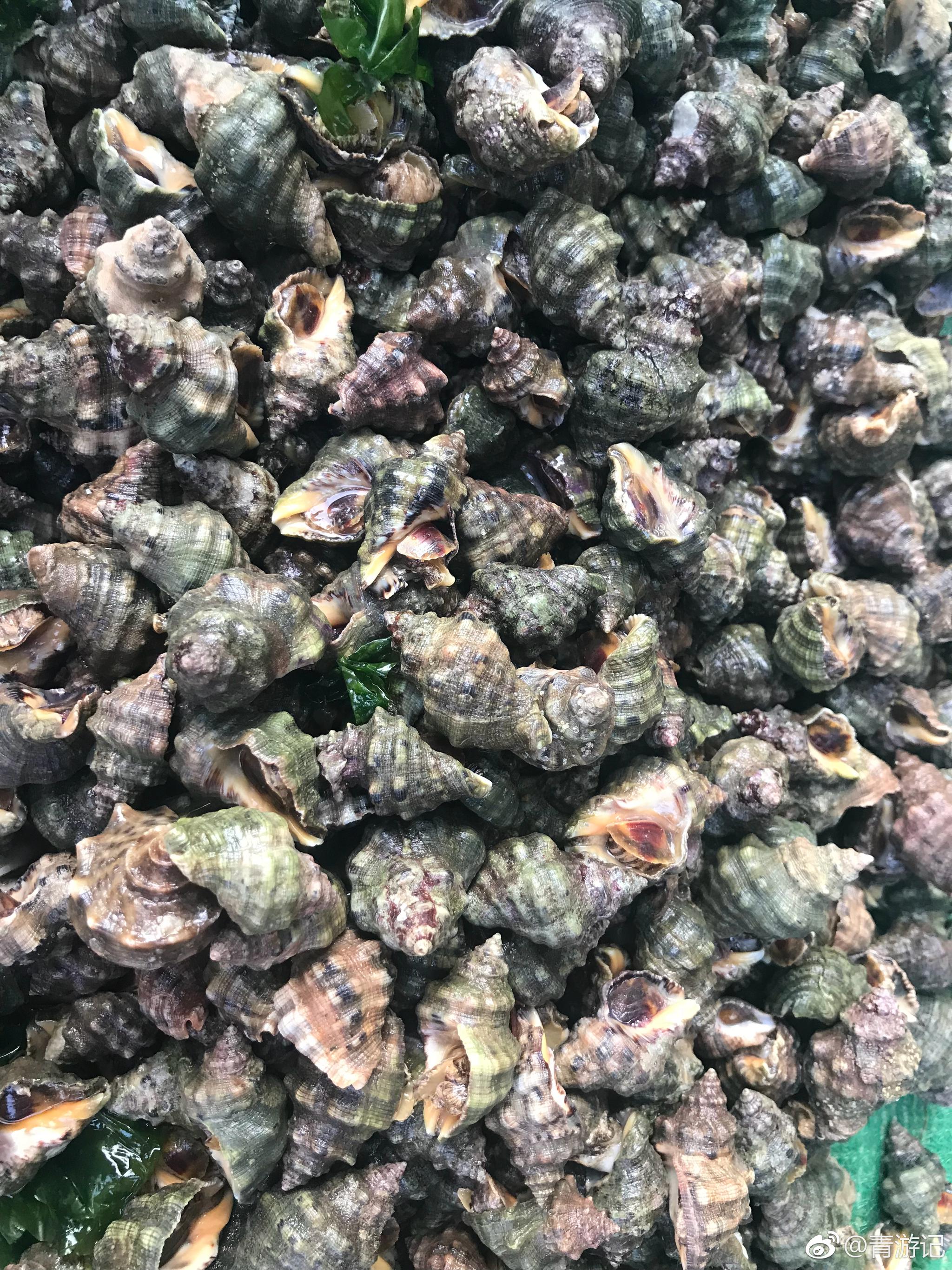 青岛小海鲜的种类实在是太多了