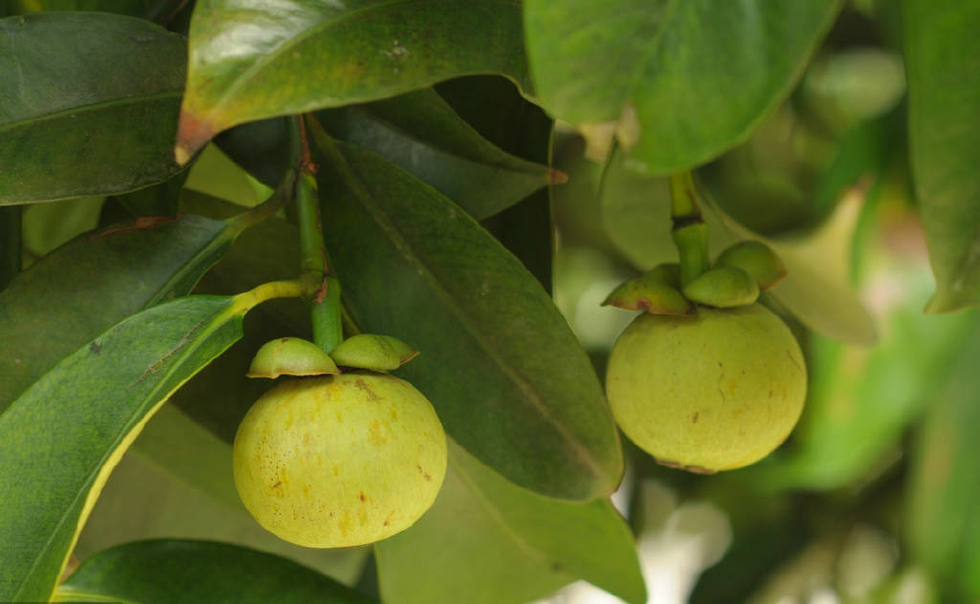 农村种植的山竹全身都是宝连不起眼的山竹叶也可以泡茶
