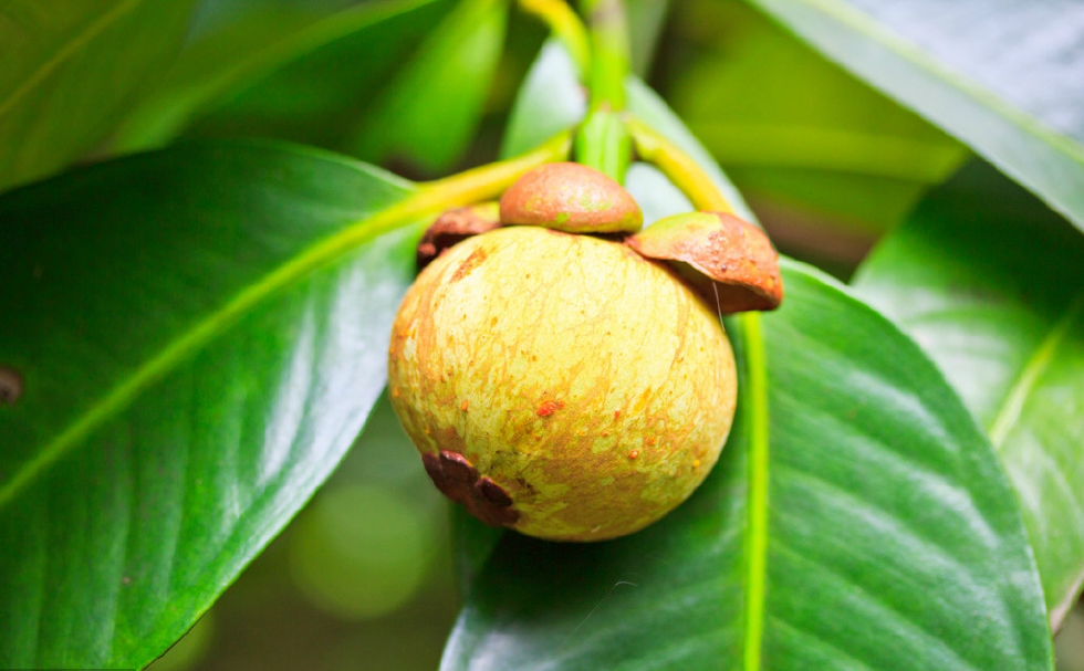 农村种植的山竹全身都是宝连不起眼的山竹叶也可以泡茶