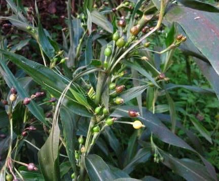 农村很常见的"尿珠子",农民串成串儿当门帘,如今非常罕见