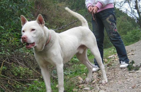 中国八大知名猎犬,土生土长,实力不遑多让|梁山|细犬|太仓_新浪网