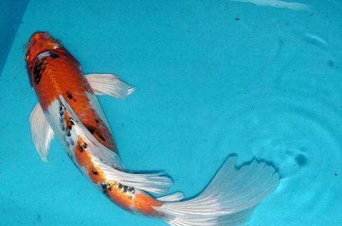 锦鲤尾巴为什么变黑