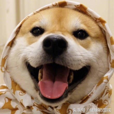 柴犬就是用来揪脸的送你一组柴犬萌萌表情包