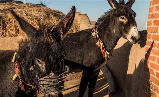 小毛驴嘴上套几十根钢钉, 听完主人解释大家一阵明了