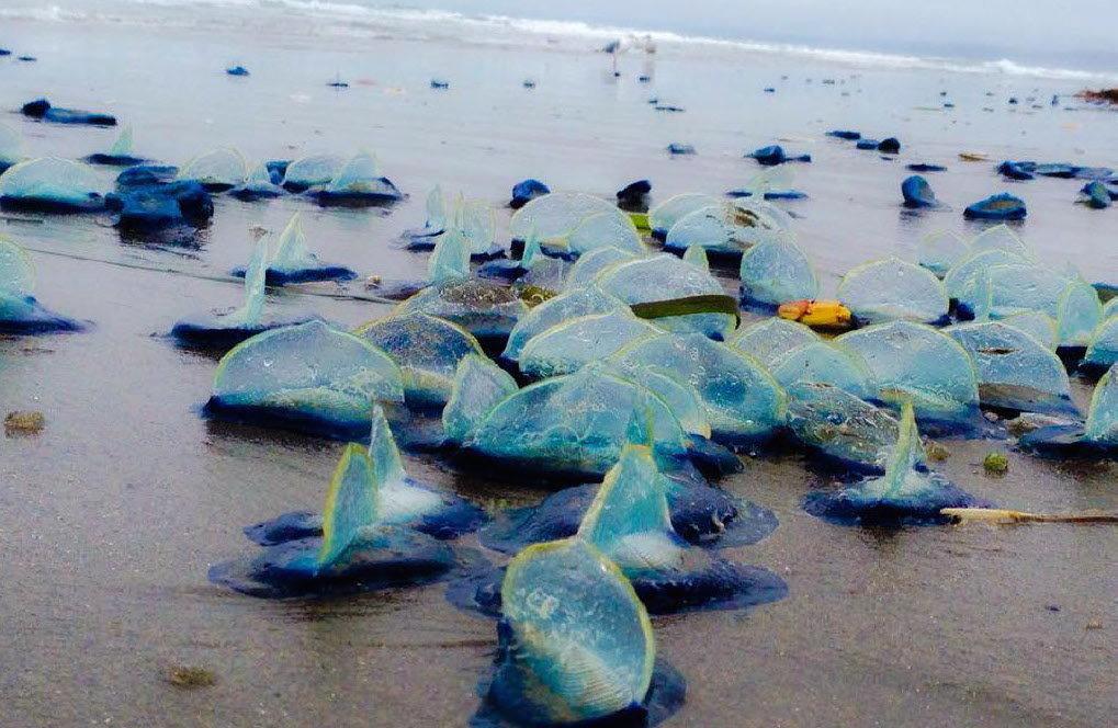 海滩上出现一大片蓝色不明生物, 游客出于好奇查明竟是这种生物