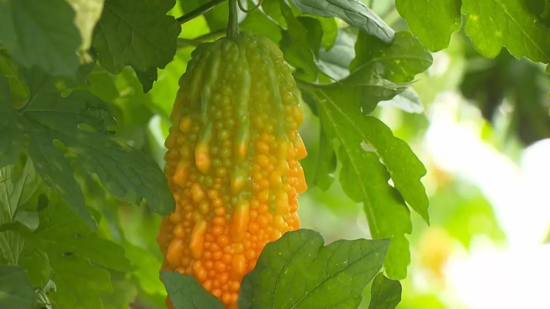 这种"黄苦瓜",以前遍地是,现在都没卖的,吃起来甘甜耐人寻味