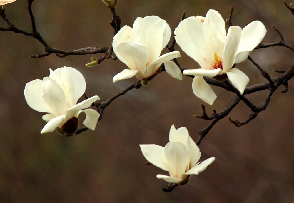 玉兰花开：笑比江梅不恨肥|玉兰花|江梅|市花_新浪新闻