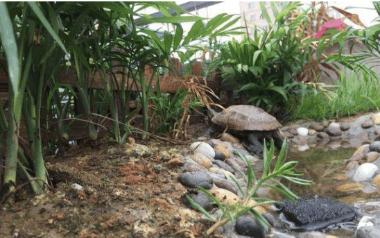 牛人给乌龟搭五平米别墅, 假山池塘应有尽有, 我家龟看后忧郁了