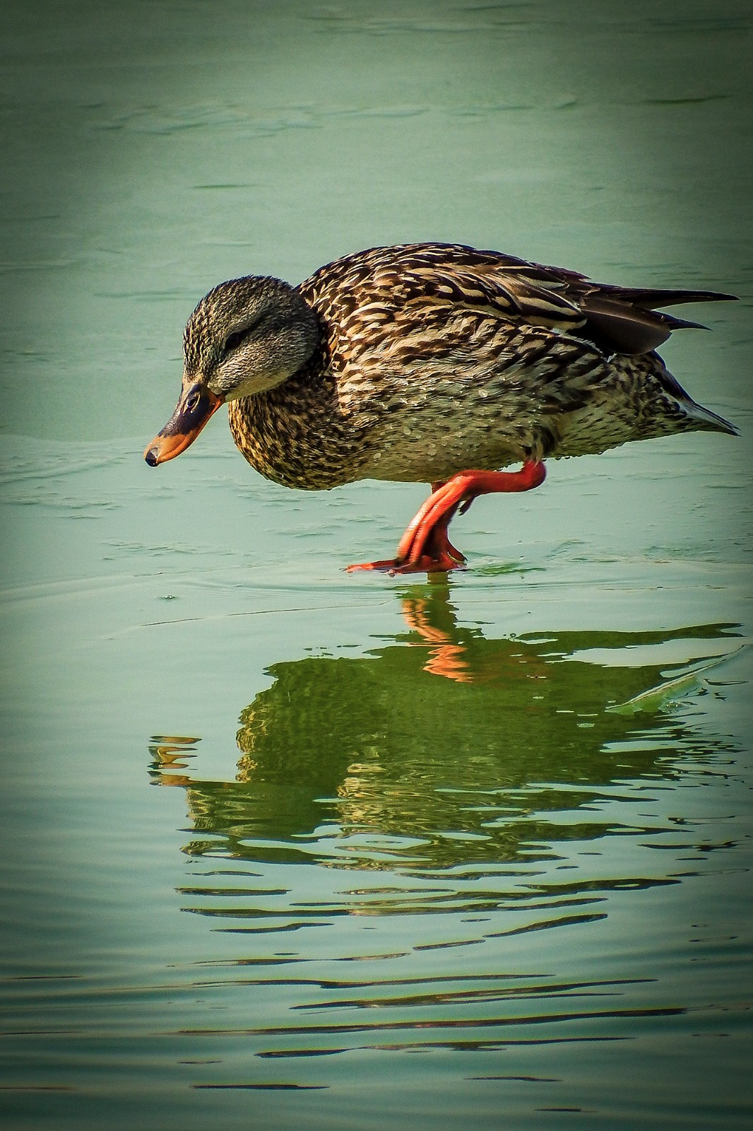 奥森南园湖里的鸭子