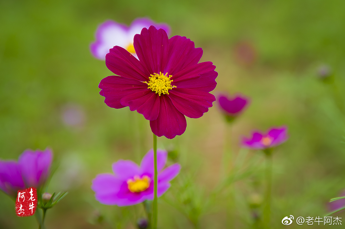 格桑花又称格桑梅朵,在藏语中
