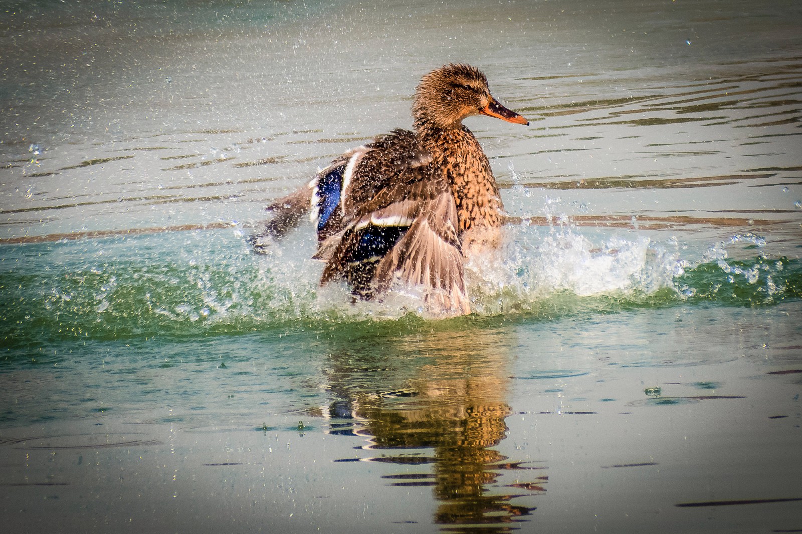 奥森南园湖里的鸭子
