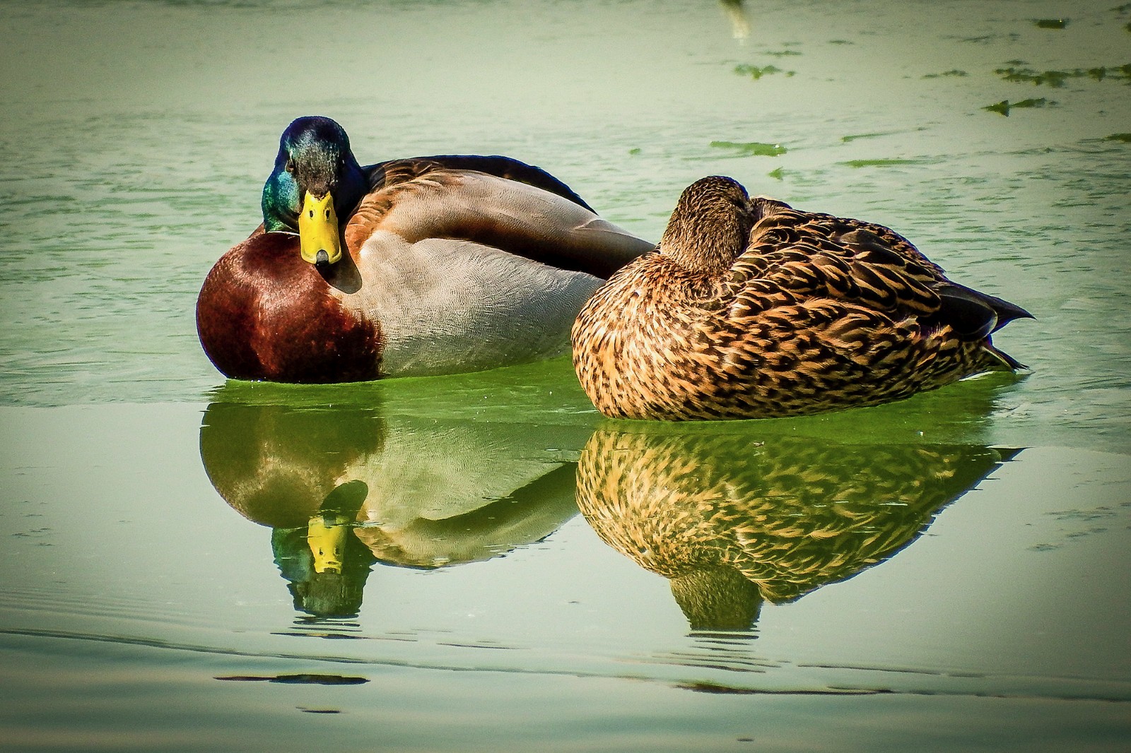 奥森南园湖里的鸭子
