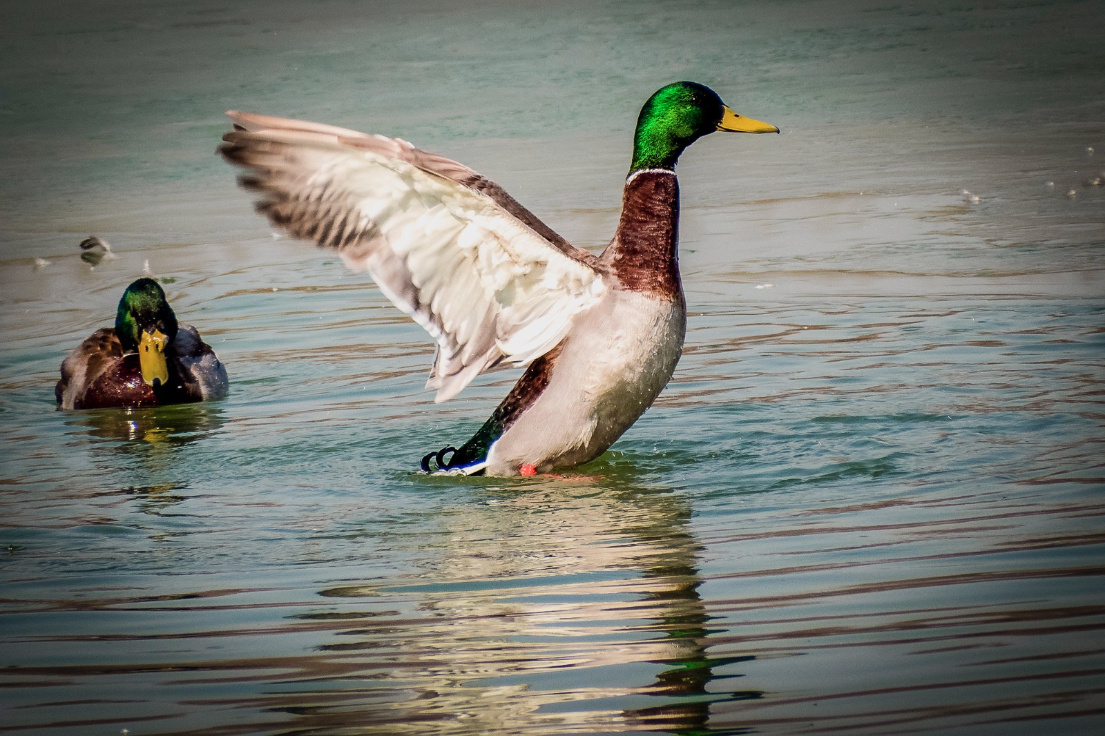 奥森南园湖里的鸭子