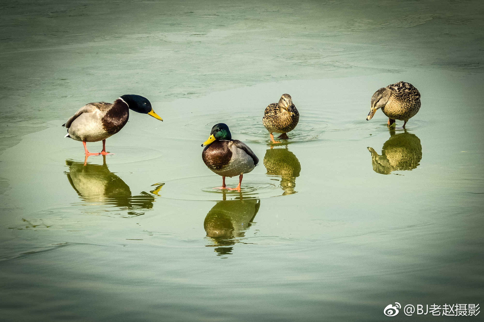 淮安女人找鸭子是在上面还是下面的全面解析